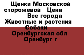 Щенки Московской сторожевой › Цена ­ 35 000 - Все города Животные и растения » Собаки   . Оренбургская обл.,Оренбург г.